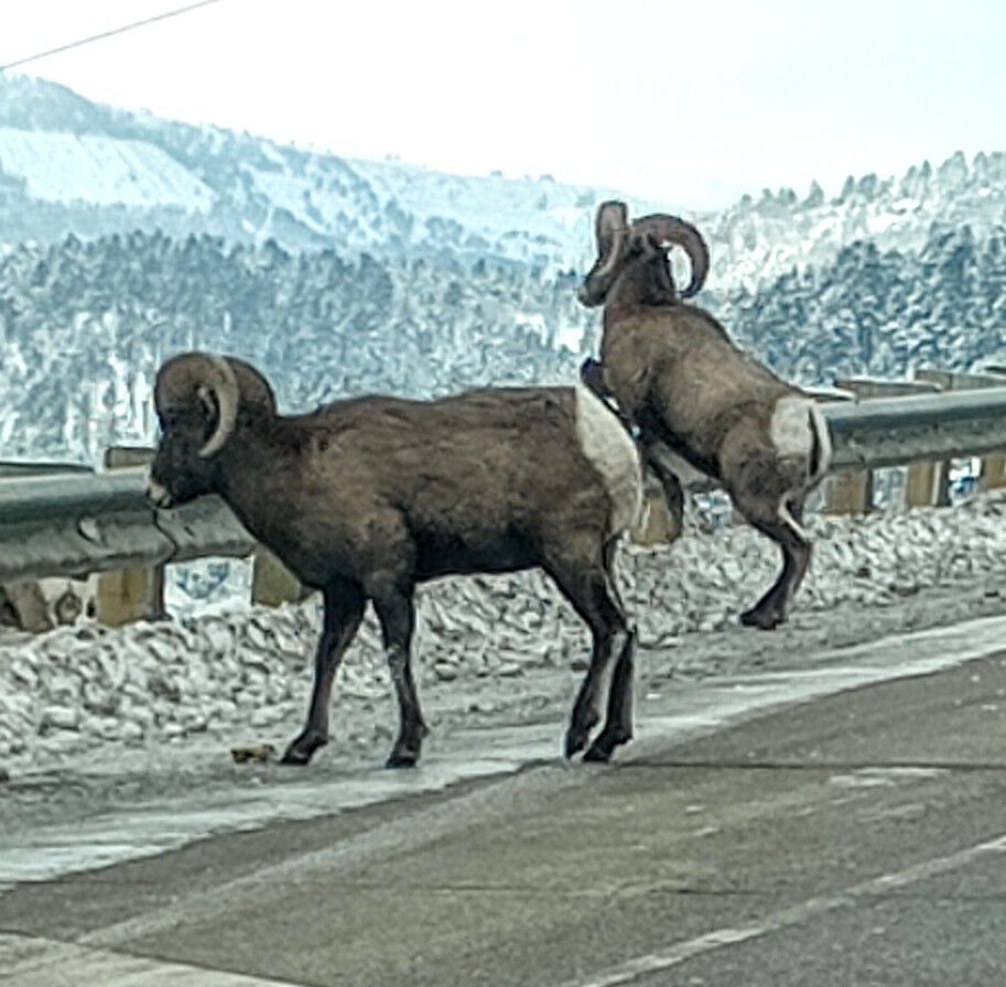 Forum member supplied image with no explanatory text