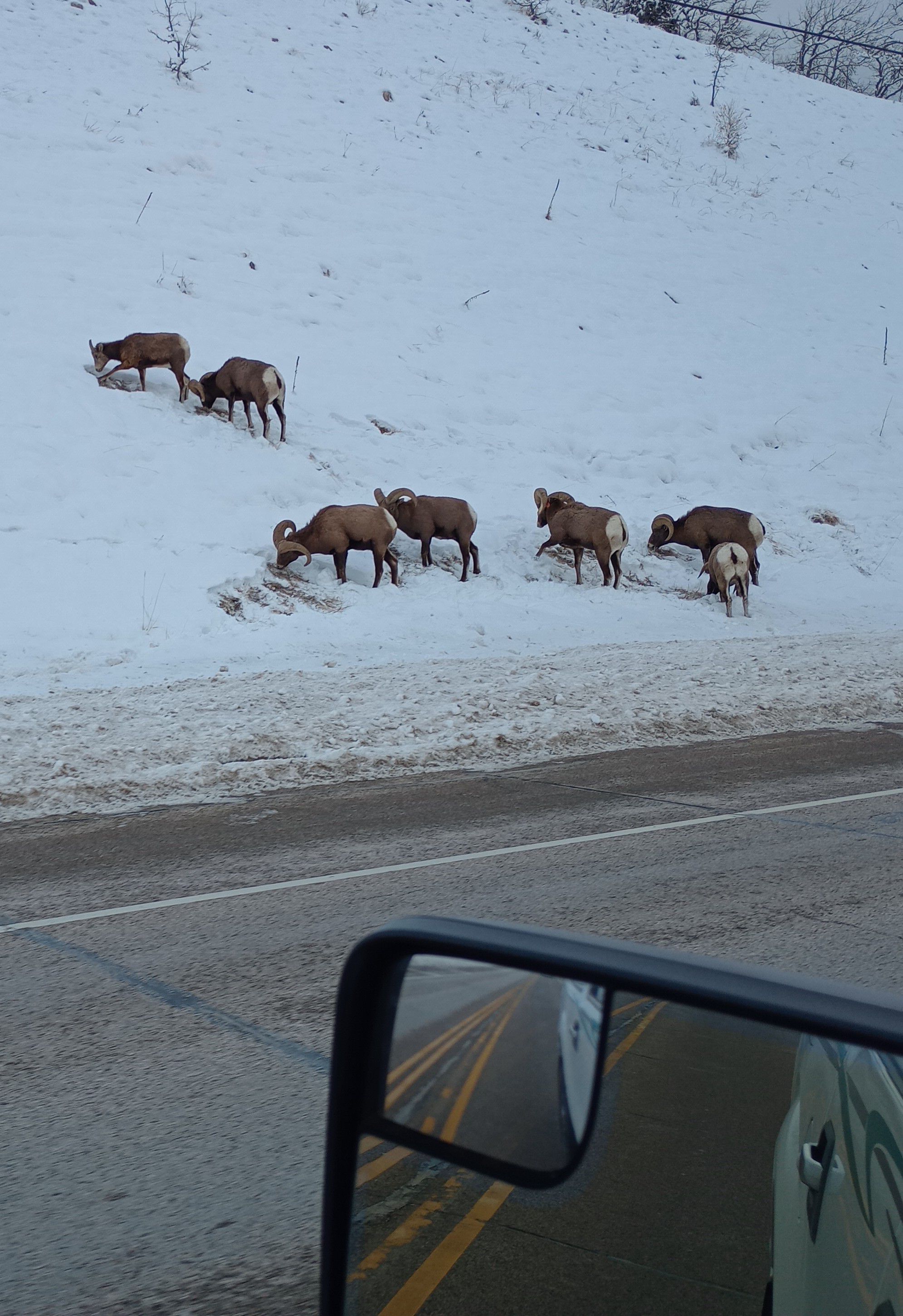 Forum member supplied image with no explanatory text