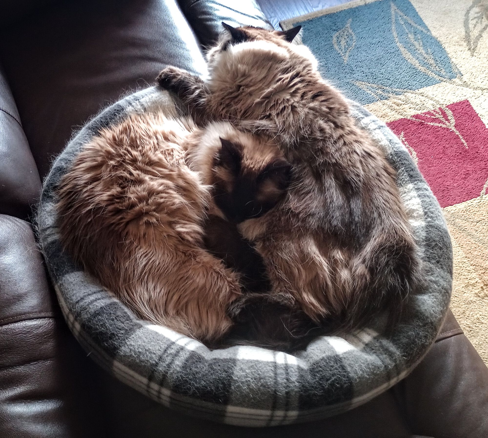 Forum member supplied image with no explanatory text