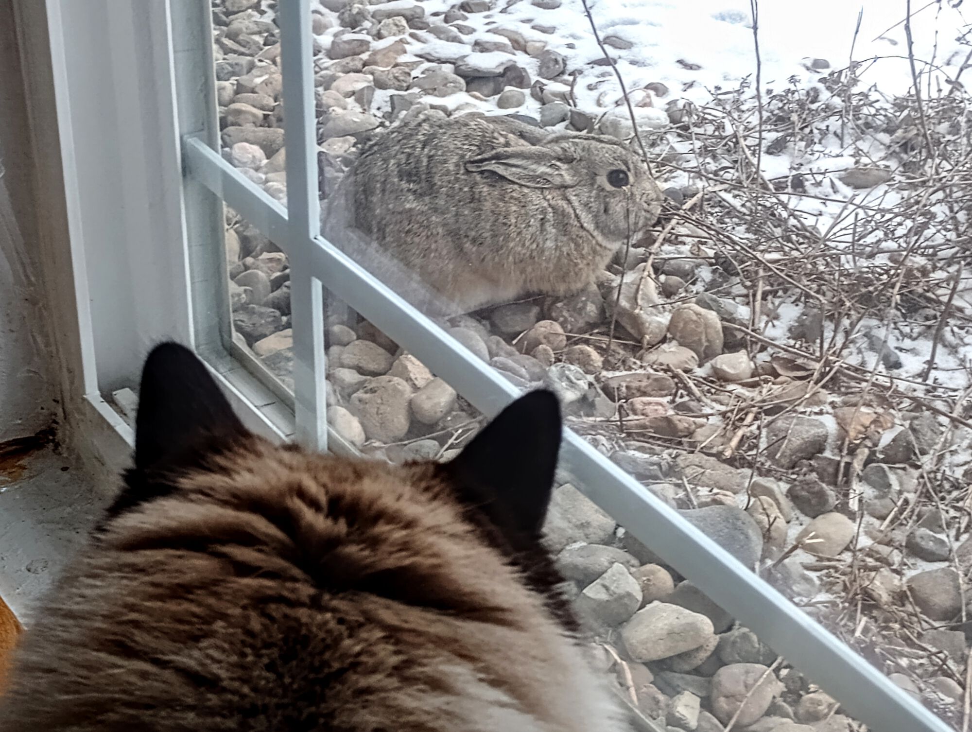 Forum member supplied image with no explanatory text