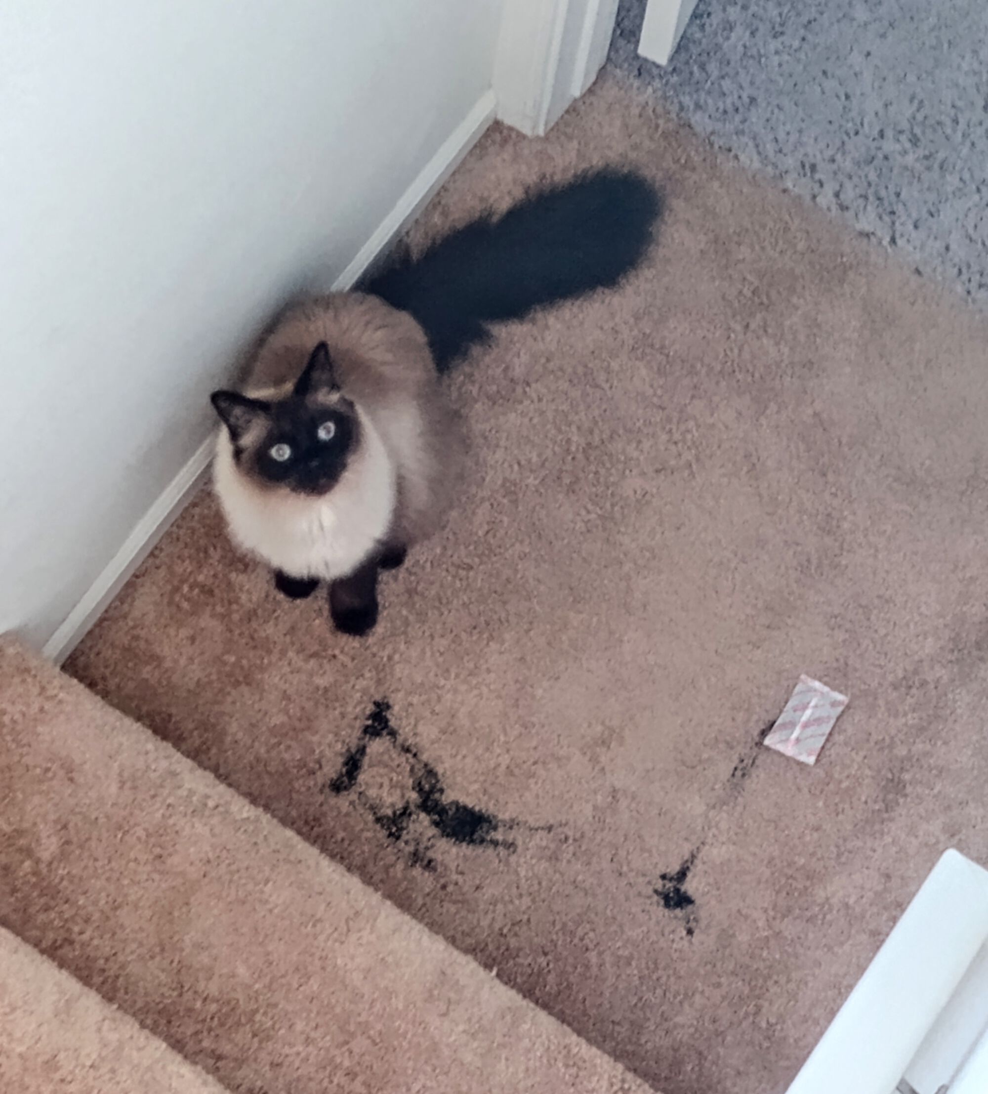 Forum member supplied image with no explanatory text