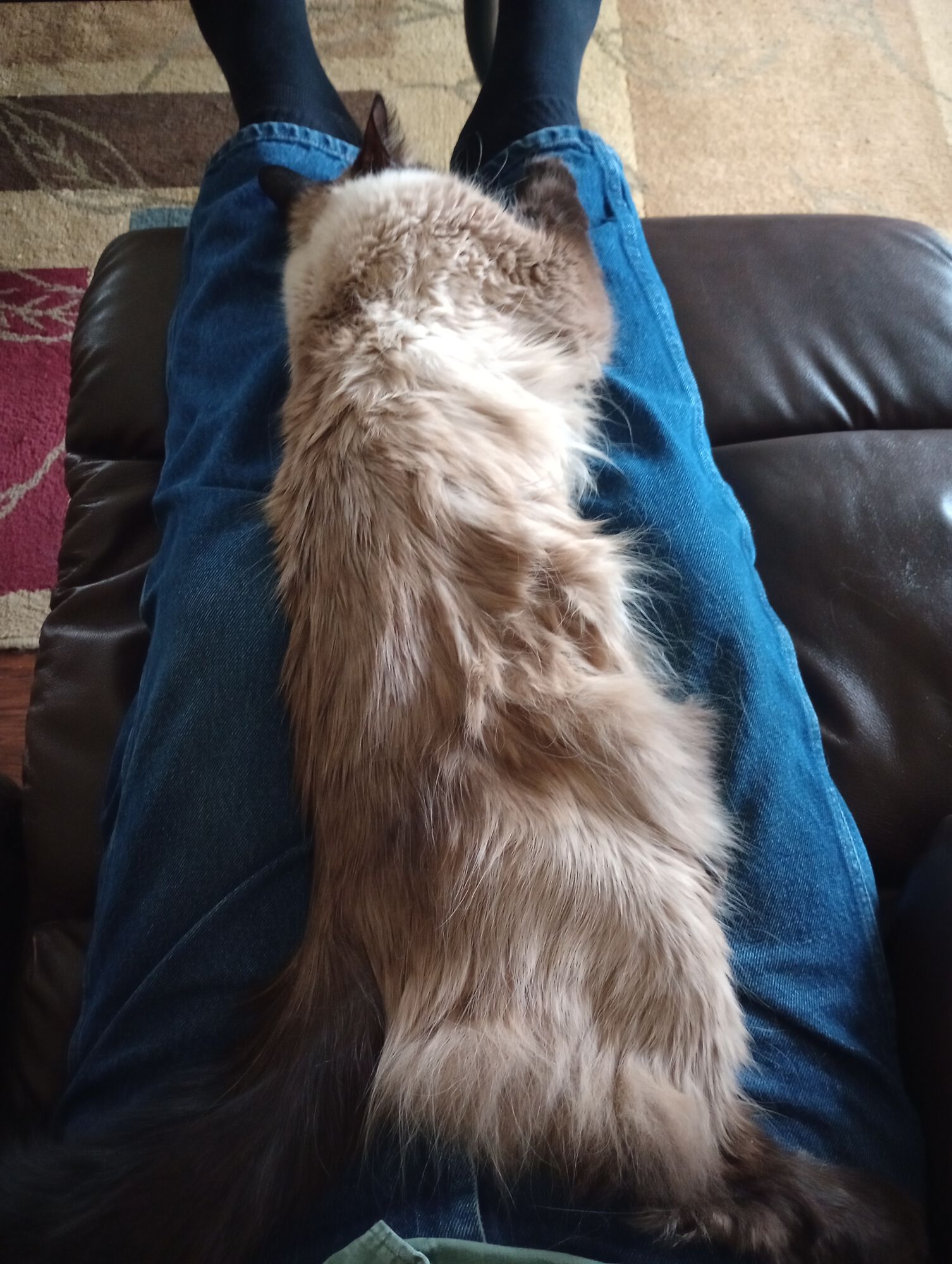 Forum member supplied image with no explanatory text