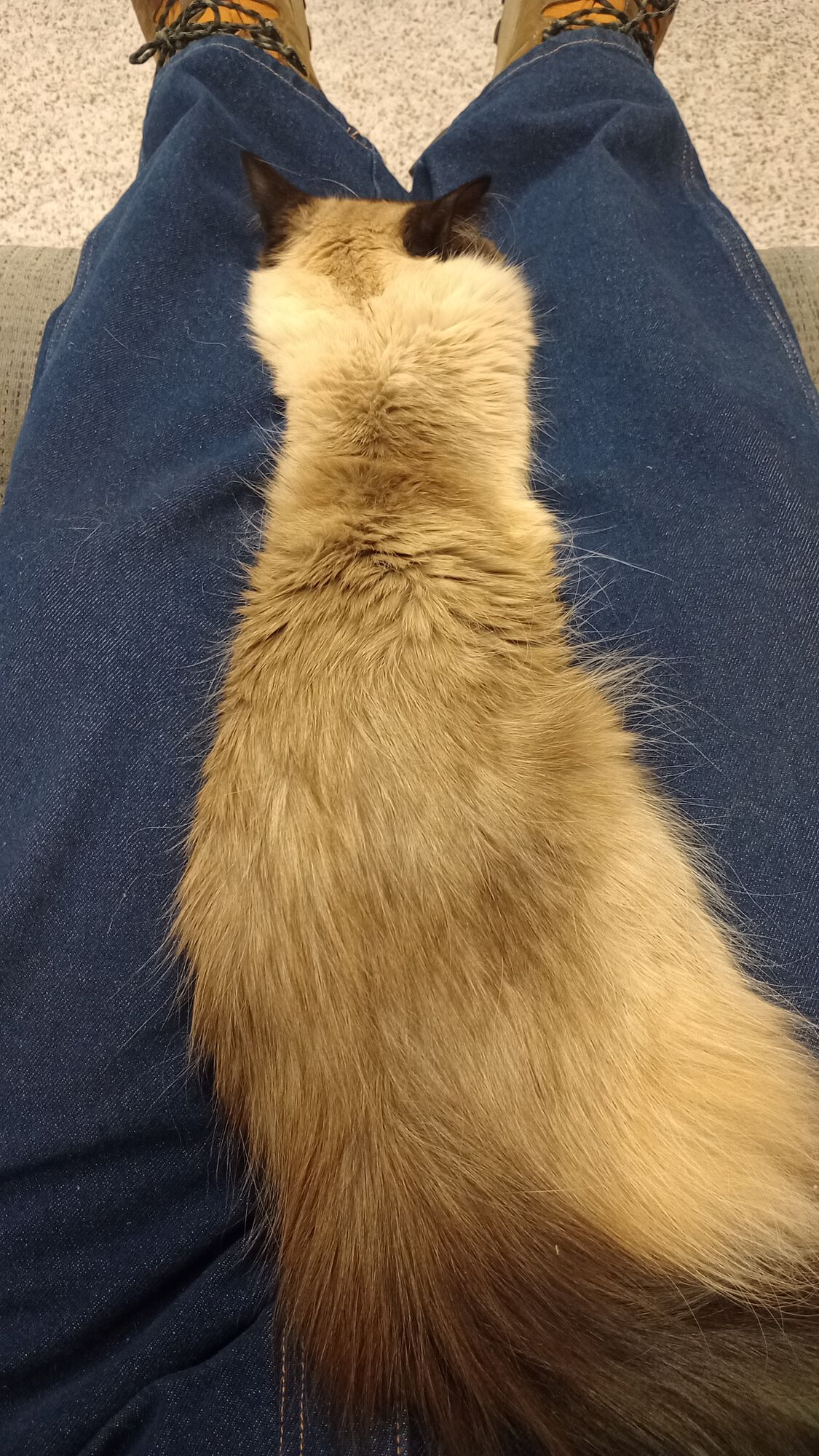 Forum member supplied image with no explanatory text