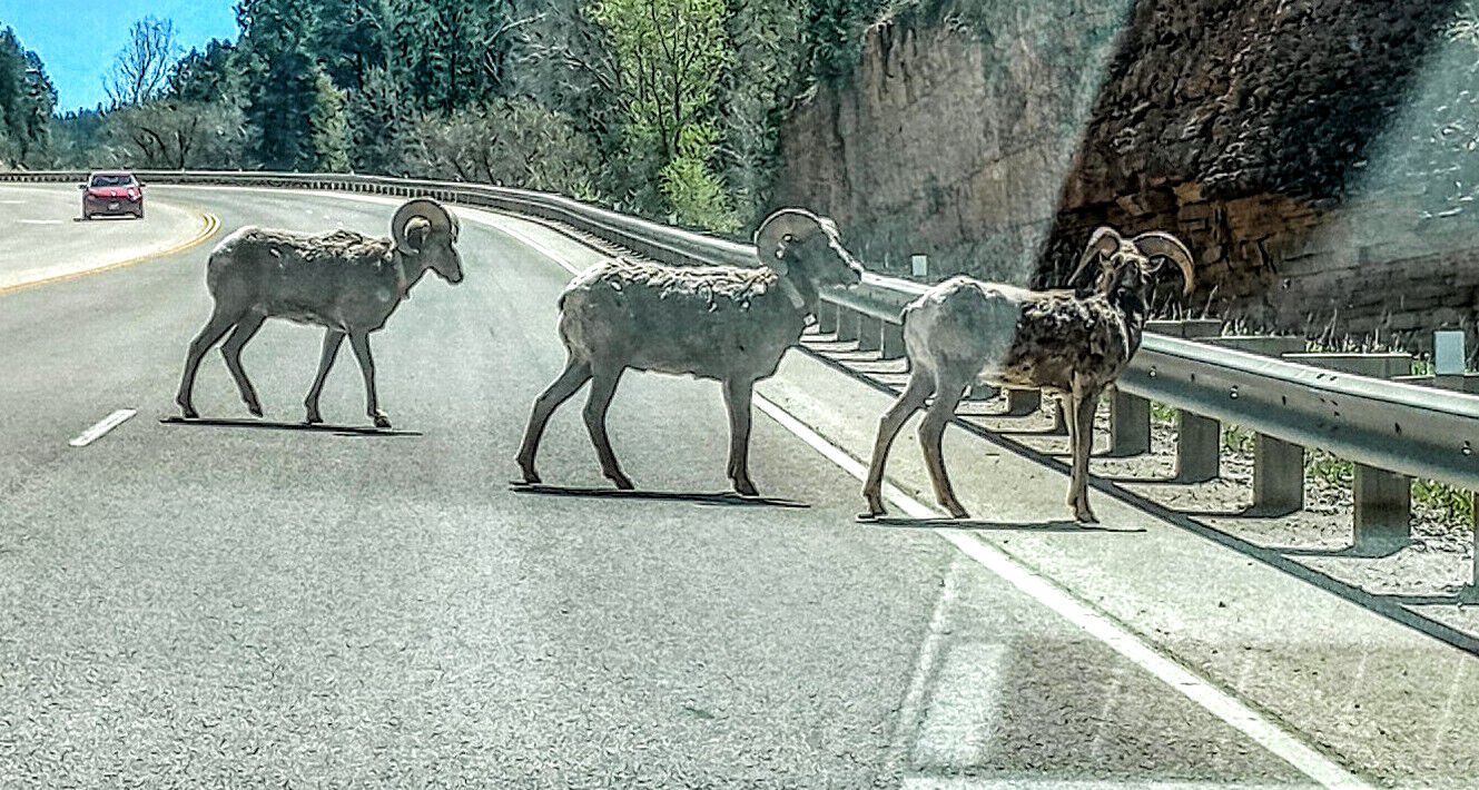 Forum member supplied image with no explanatory text