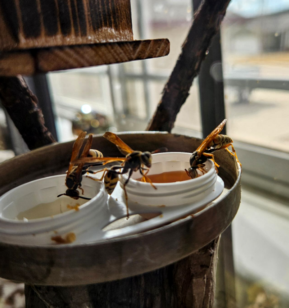 Forum member supplied image with no explanatory text