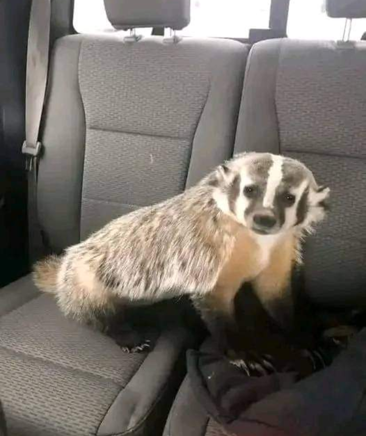 Forum member supplied image with no explanatory text