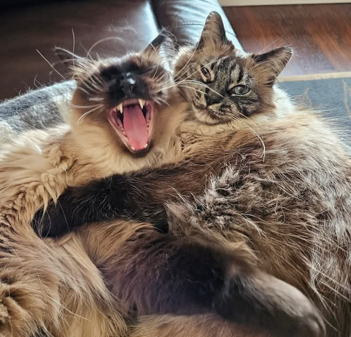 Forum member supplied image with no explanatory text