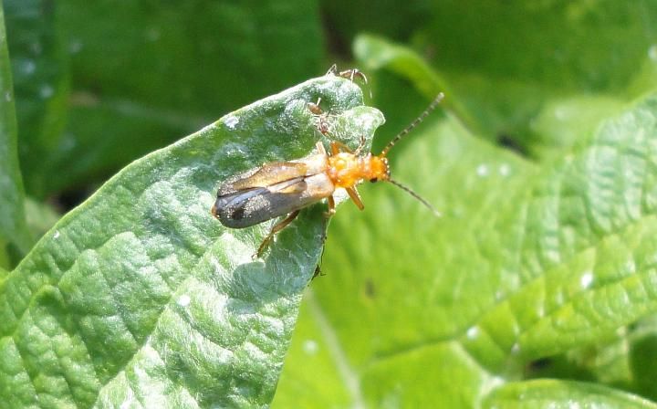 Modern Vespa : [NSR] Any entomologists on MV? Unknown bug...