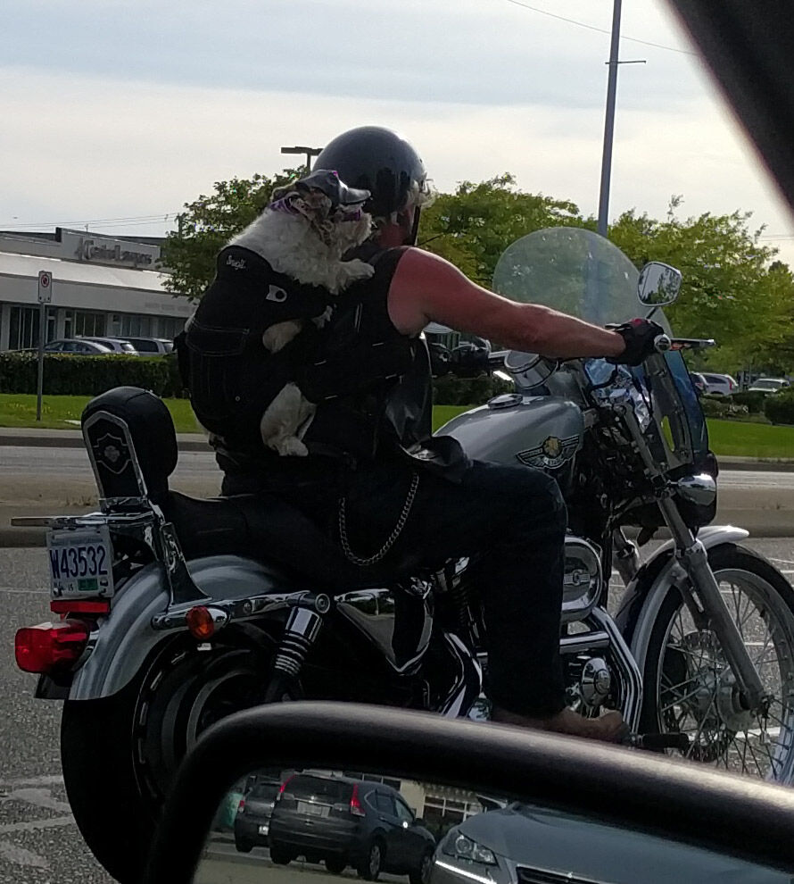 Forum member supplied image with no explanatory text