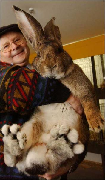Forum member supplied image with no explanatory text
