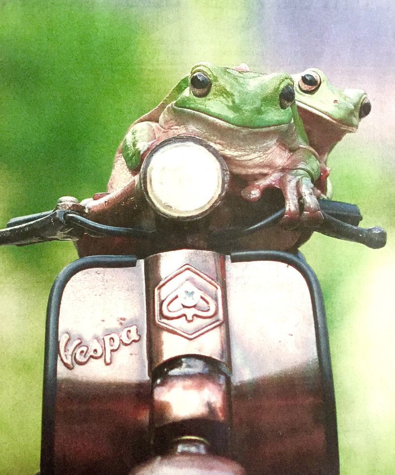 Forum member supplied image with no explanatory text