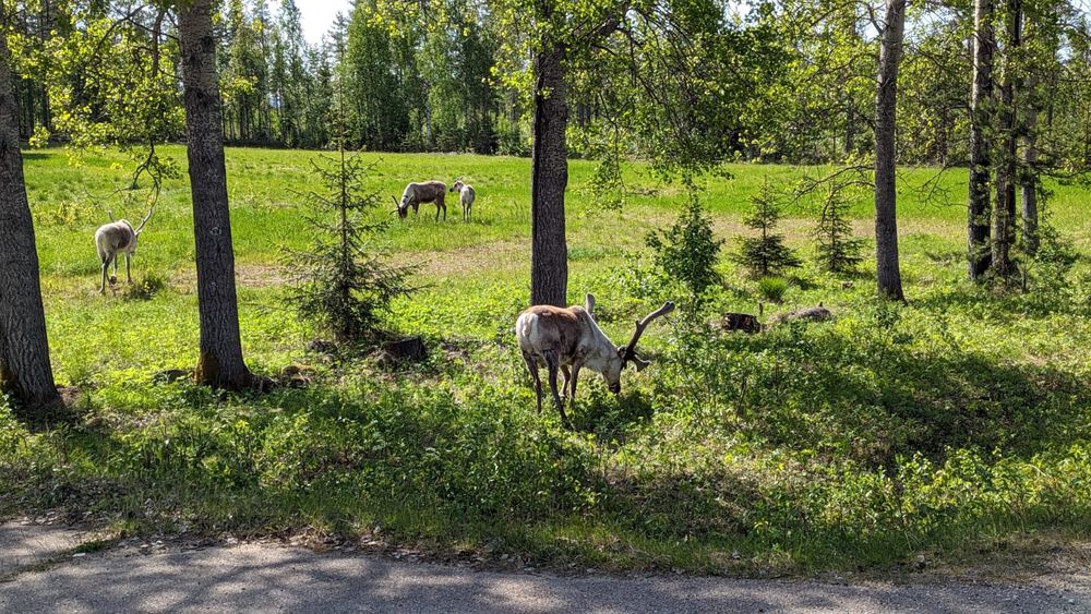 Finland's Scooter Enemy #1