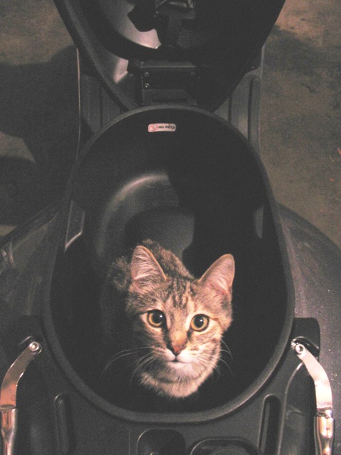 Note the tiny "No Pets" sticker behind the tiny cat.