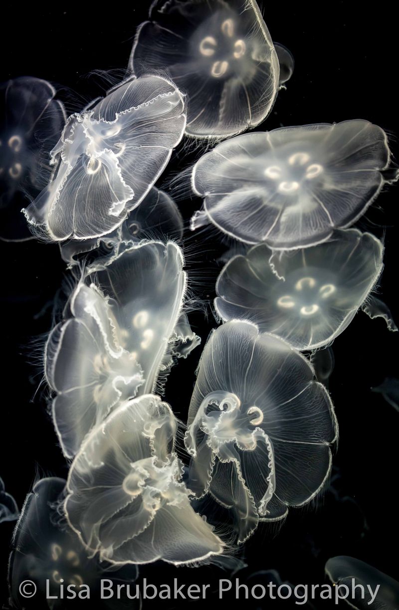 Moon Jellies