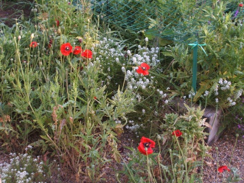 Poppies growing in the garden last November - believe it, one plant is still flowering.