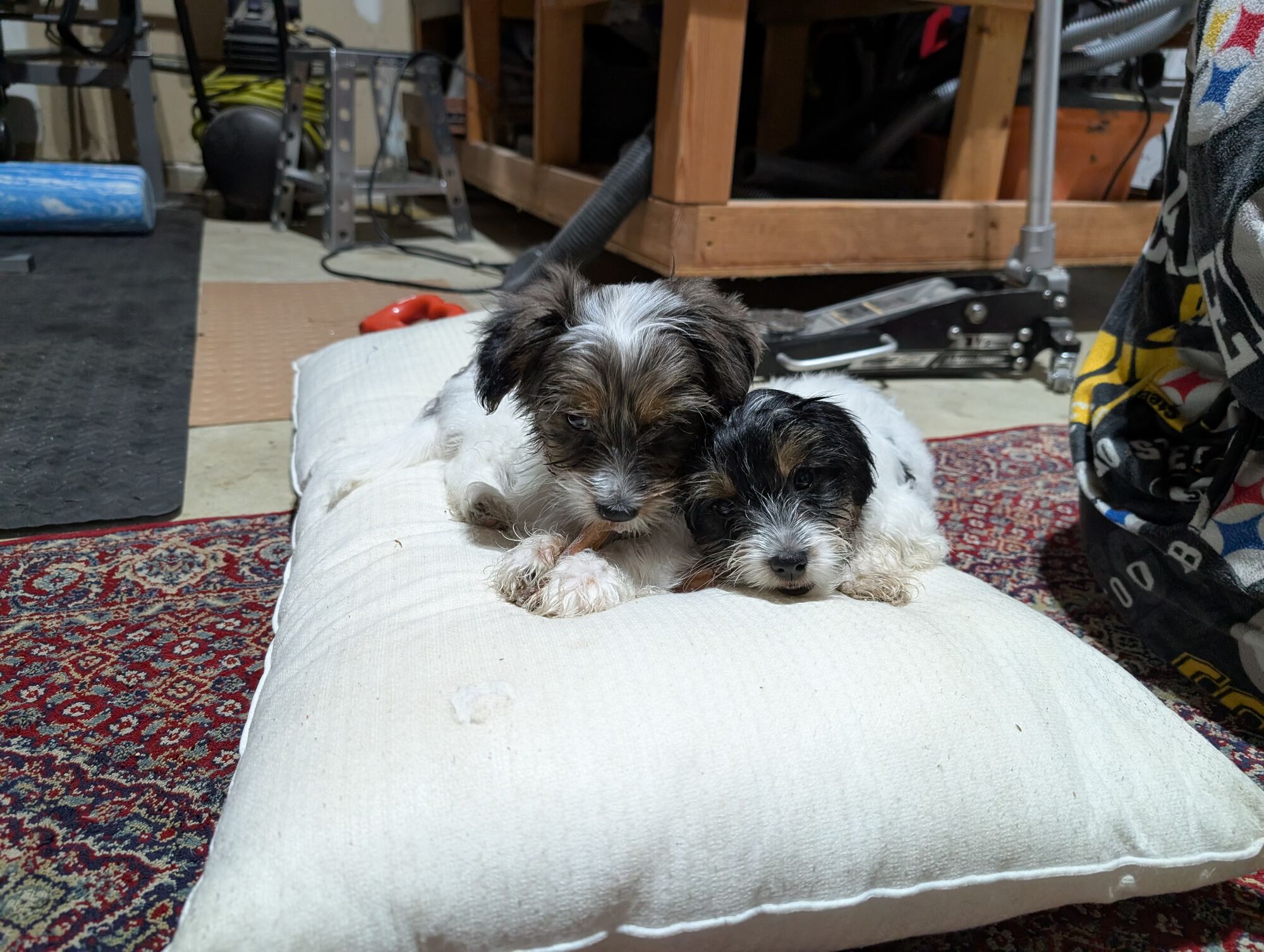 11 weeks old