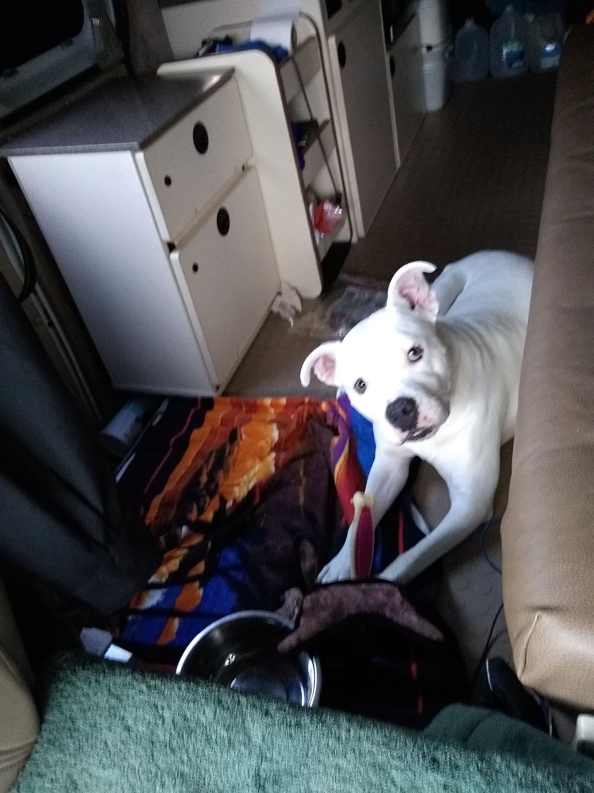 On one of the many van/RV trips we made.  That dog loved to travel.