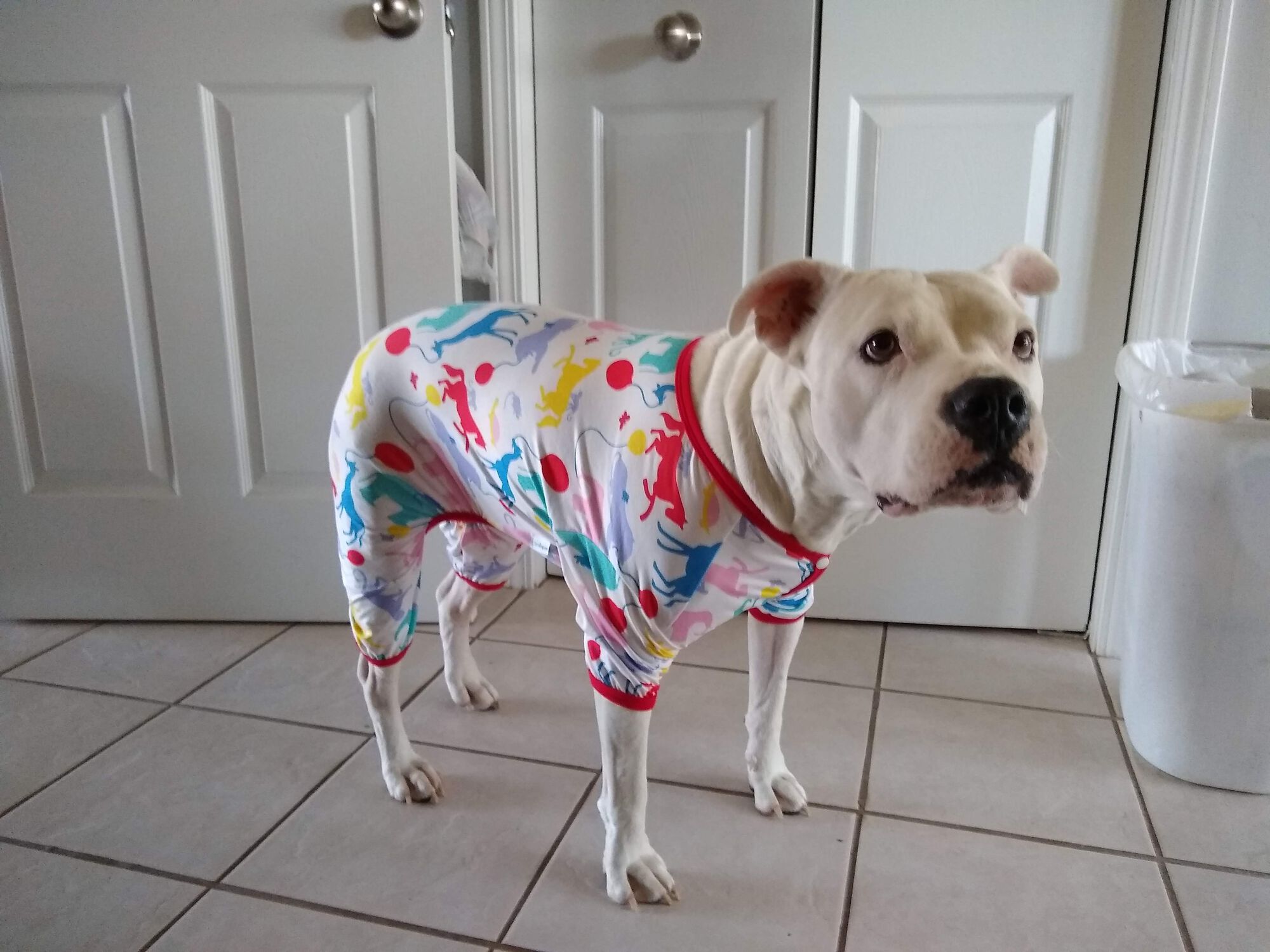 After surgery, with a look on her face that says "I can't believe you are making me wear this"