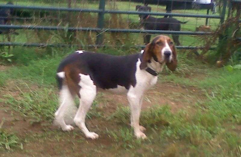 Forum member supplied image with no explanatory text