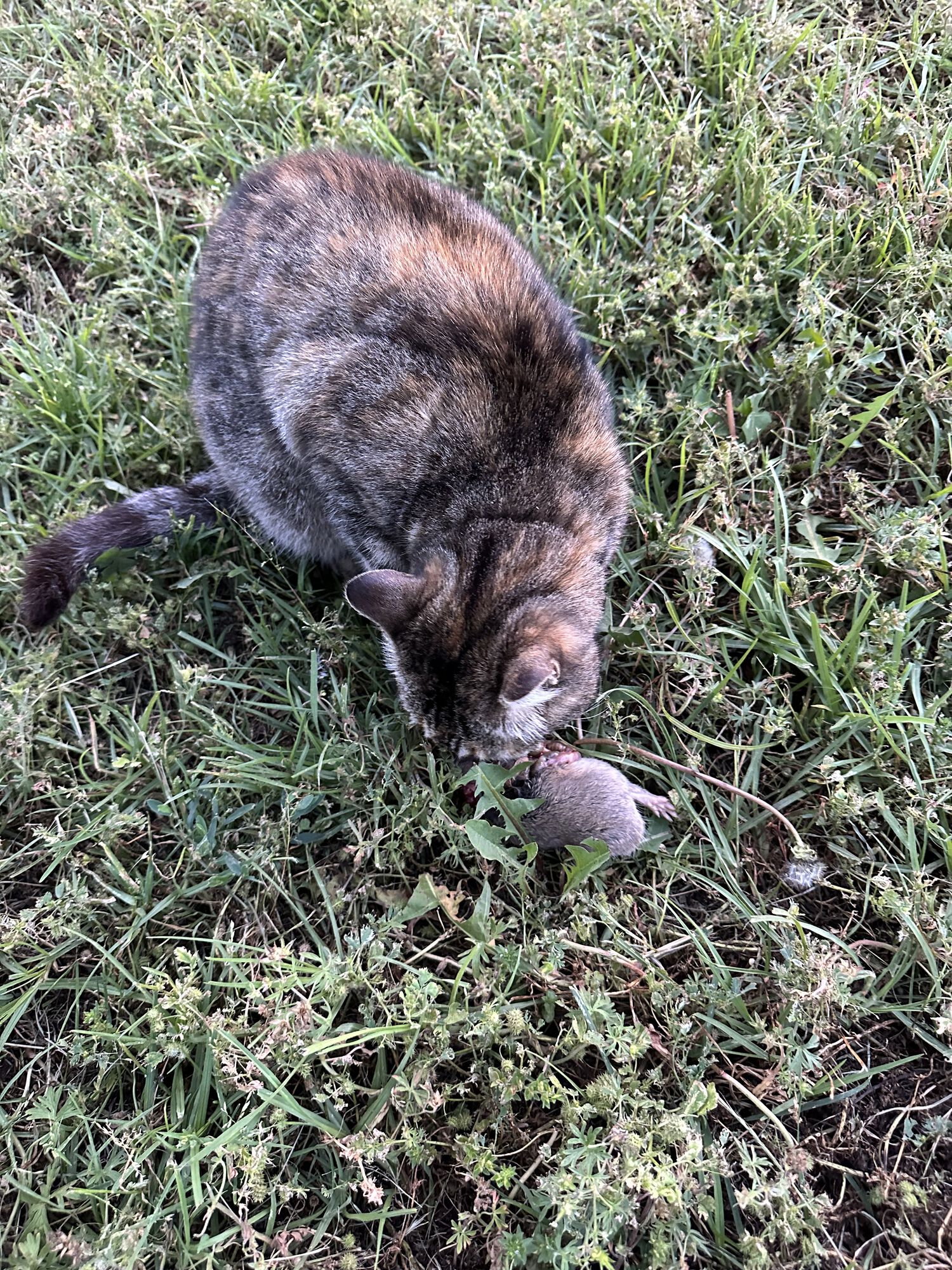 I went out to bring Minnie in for the night and found her halfway through a vole. I left her to finish up, went out 20 minutes later, and she'd caught another! I scooped her up and some nighttime critter got a free meal.