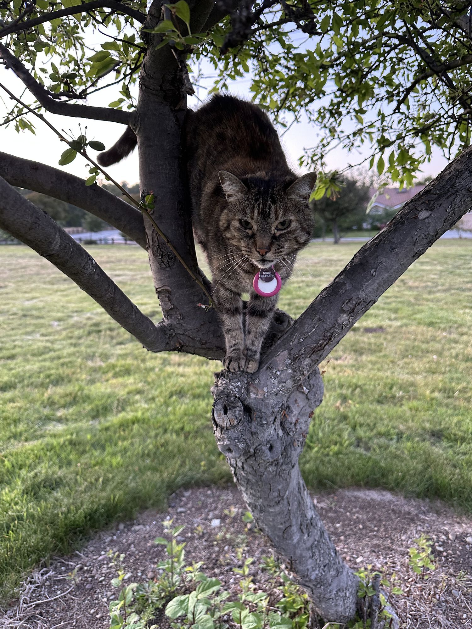 Keeping watch from her perch