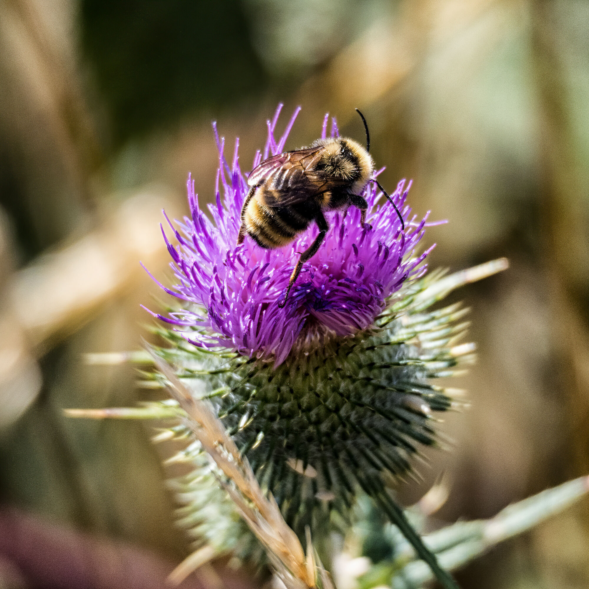and on a common thistle flower as well