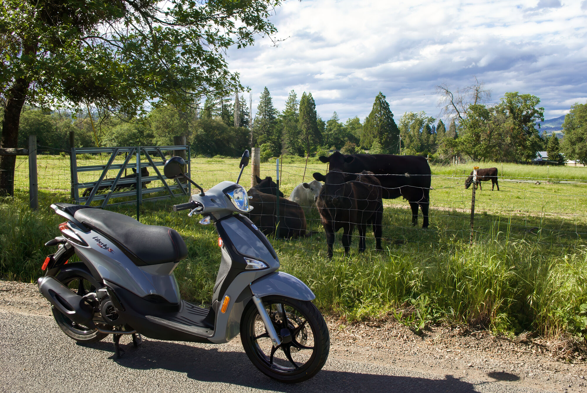Outstanding in their respective fields...cows and my Liberty