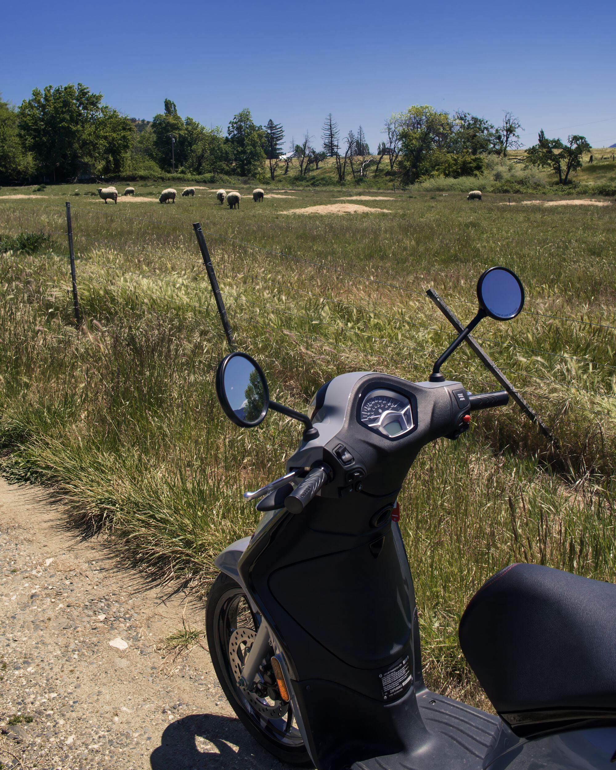 The Liberty is definitely not sheepish about making new friends.