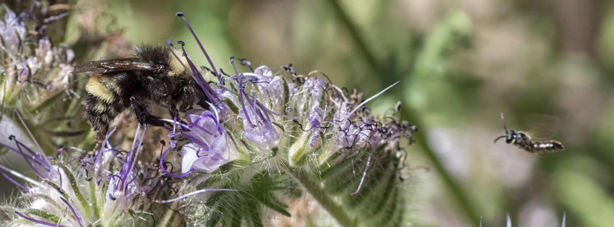 "Excuse me, is this flower taken, or do you have room for one more at the counter?"