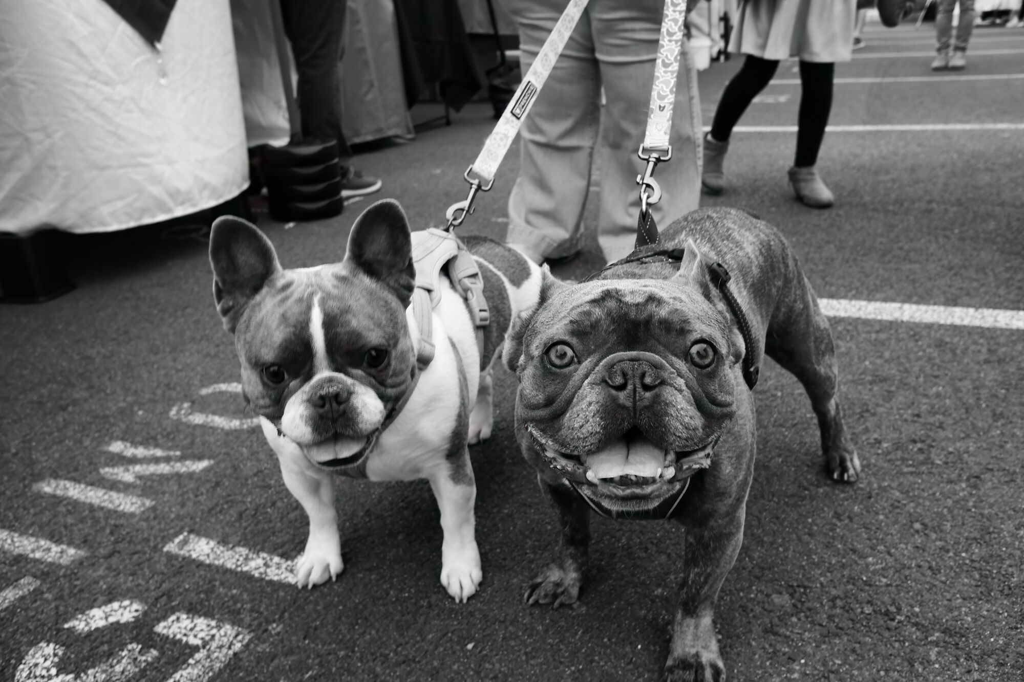 They say birds of a feather, flock together... but the same seems to be true of canines, especially if two qualifies as a flock!