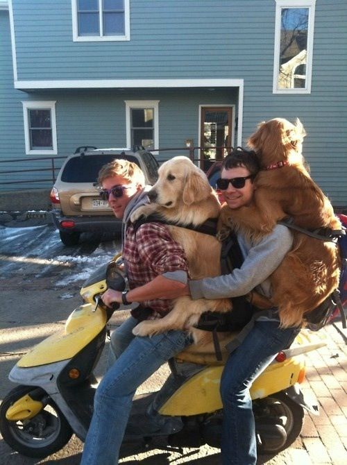 Modern Vespa Dog Carrier Suggestions Wanted