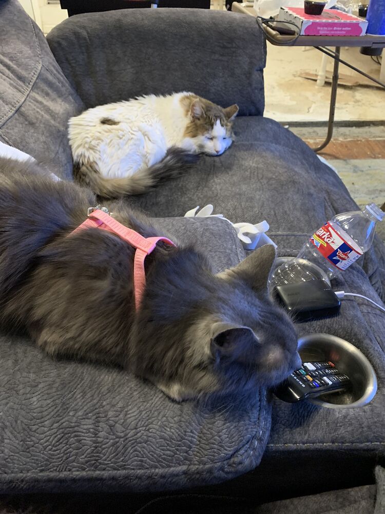 Digby & Walter on the couch.