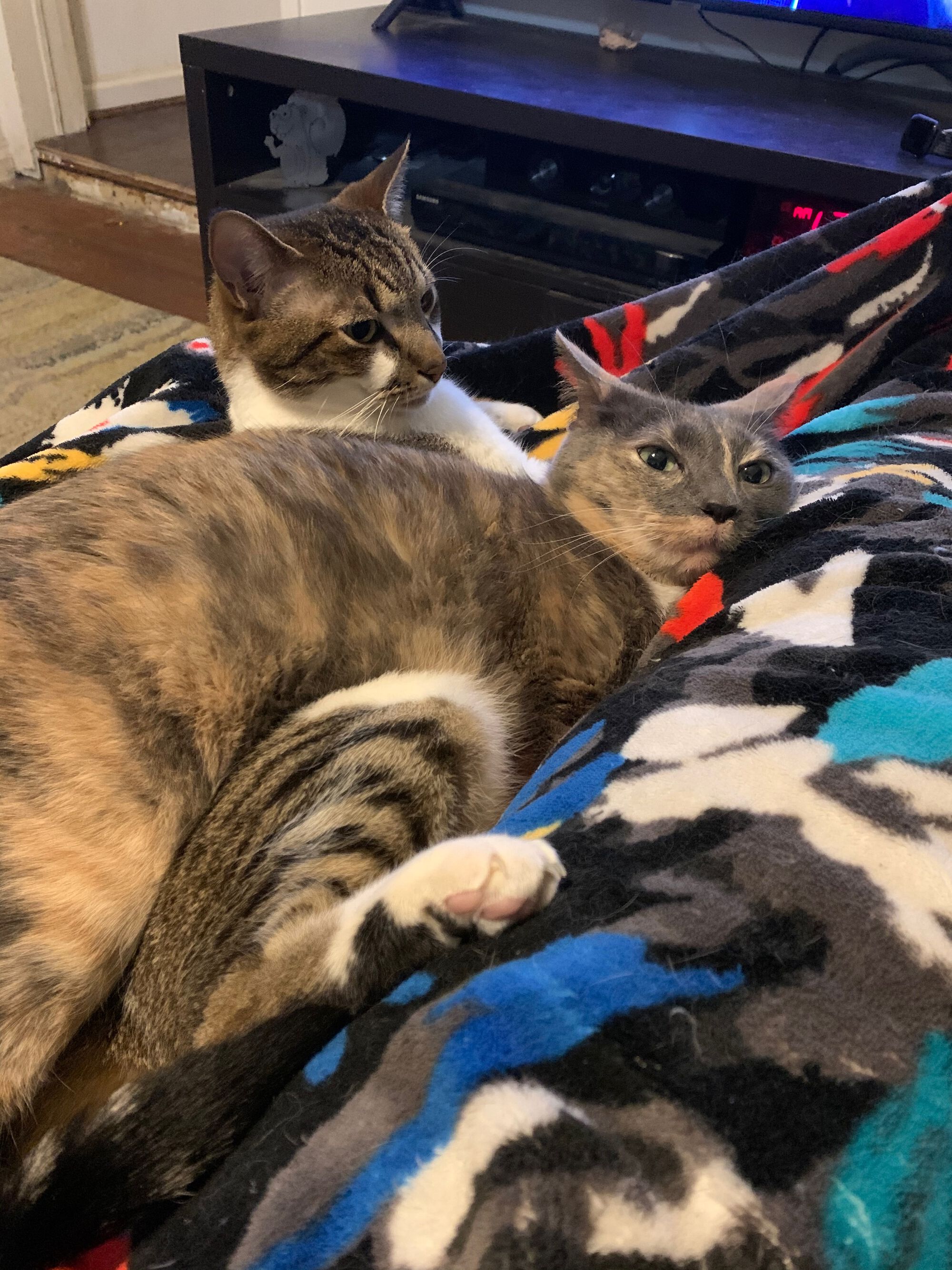 Gemma laying on Jackson on my lap. She got along great with Jackson, and she hates everyone but my wife and me.