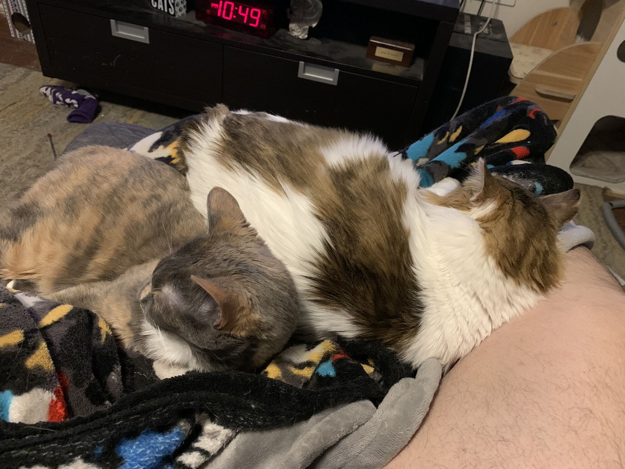 Gemma (dilute tortoiseshell) and Walter (Maine Coon) sleeping next to each other on my lap.