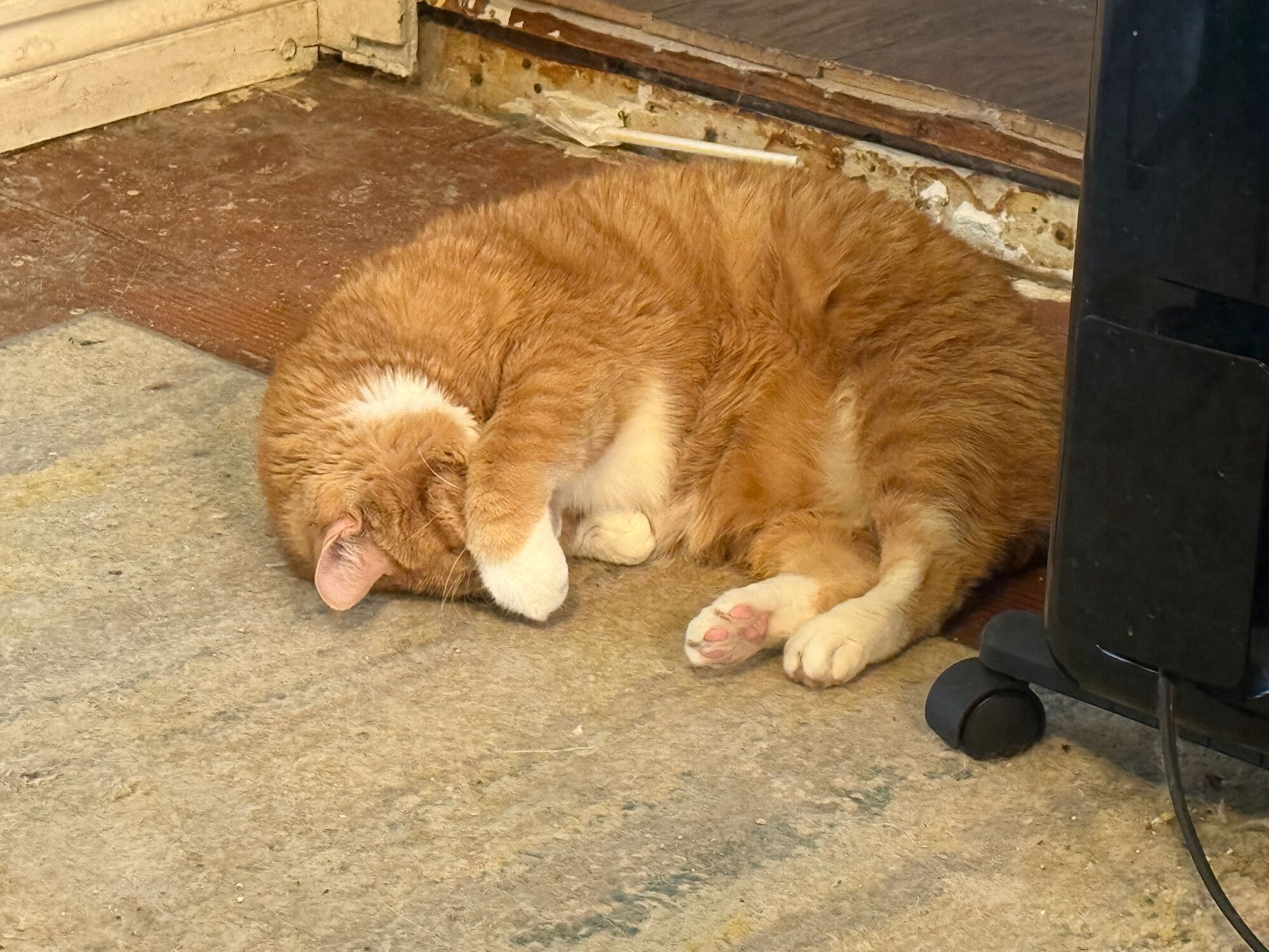 Inspector Toby taking a well-earned nap.