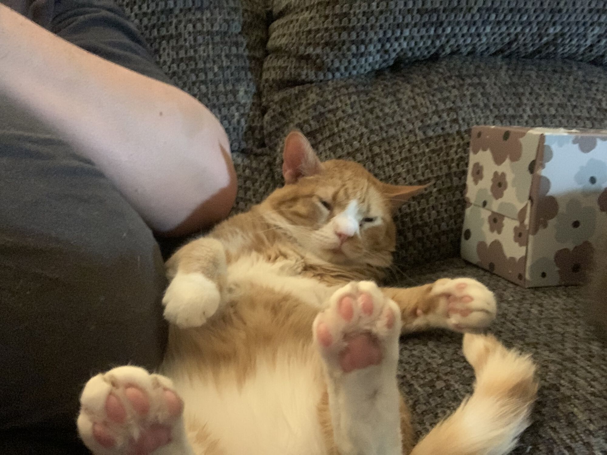 Toby was happy when I got back to Arkansas.