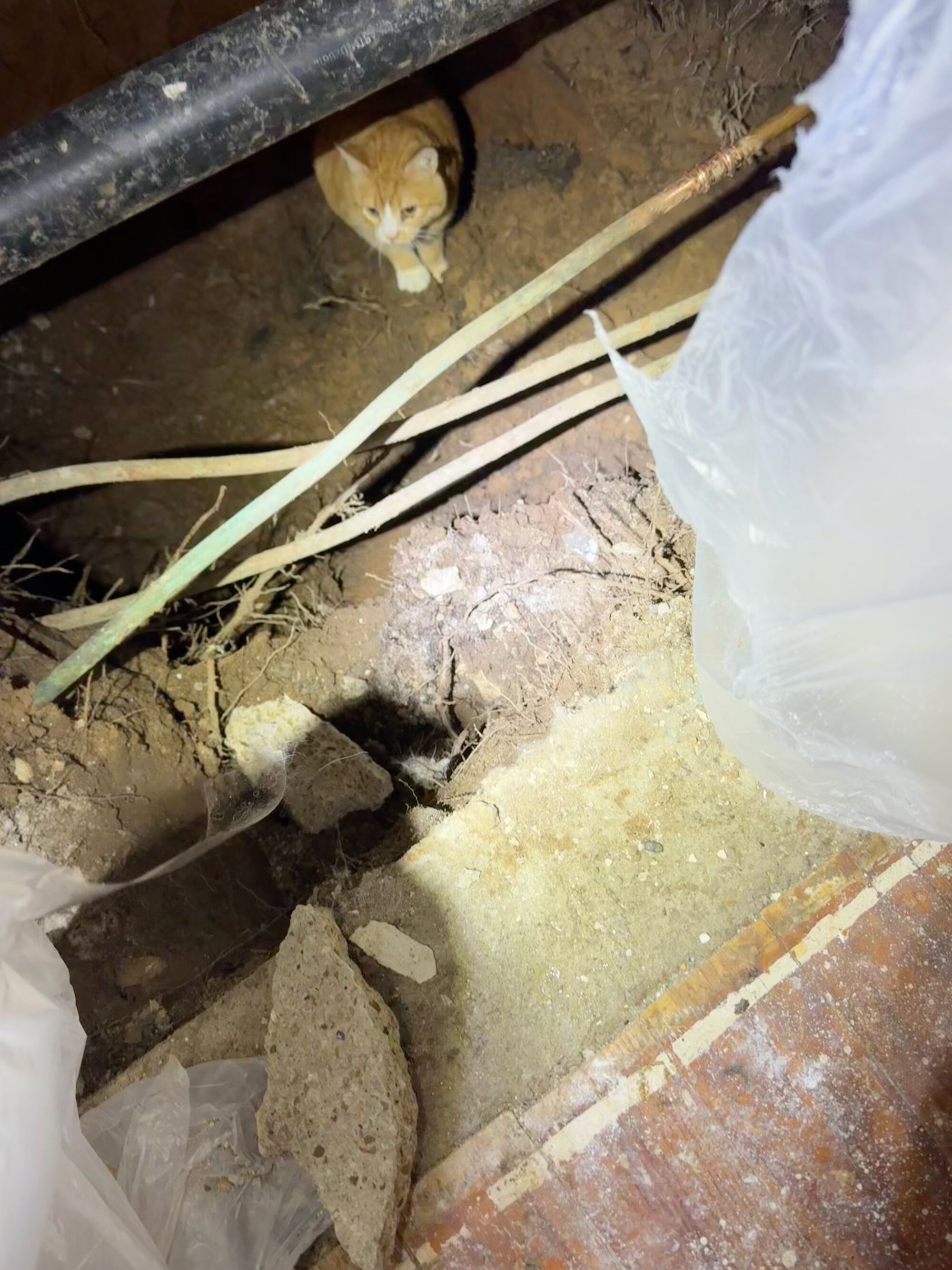 Plumbing Inspector Toby approves the work.