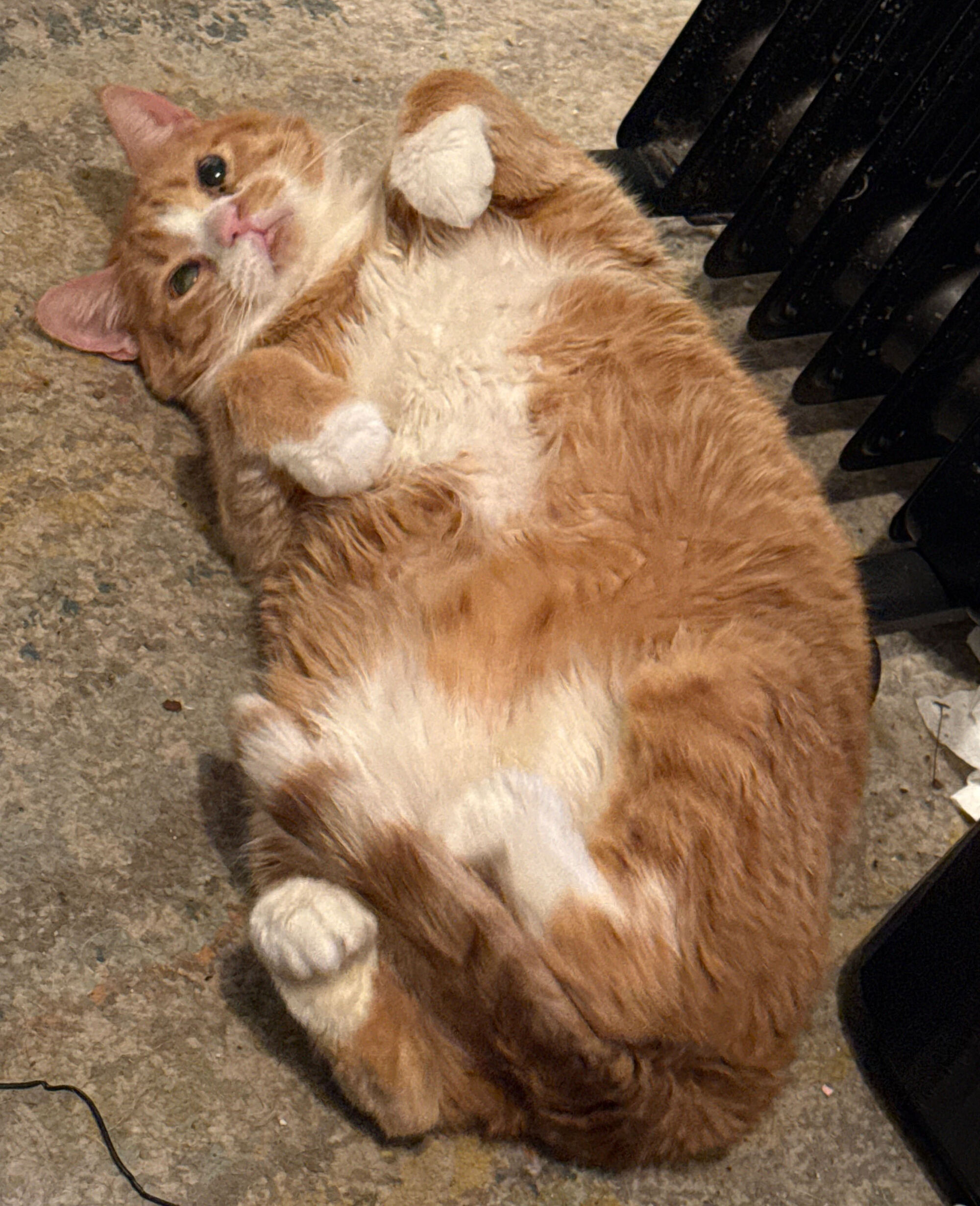 Forum member supplied image with no explanatory text