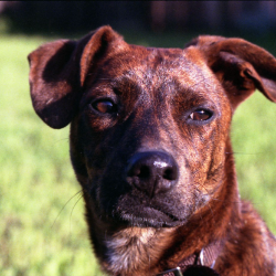@mookiedog avatar