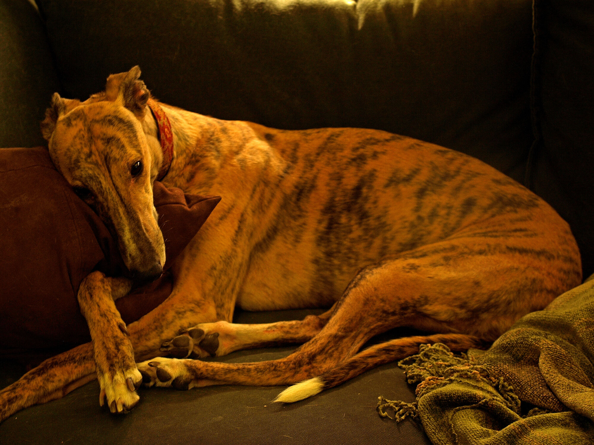Bella (My most elegant portrait photo)