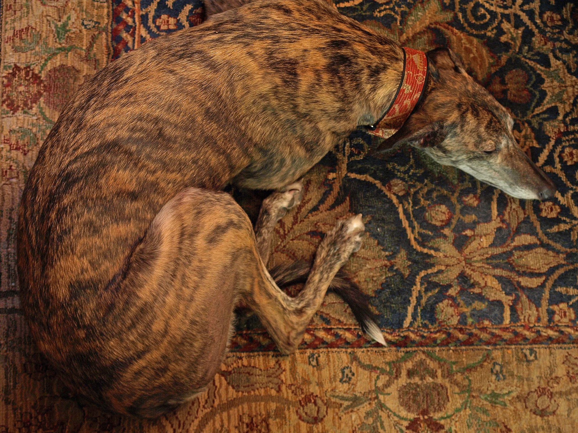 Maggie (AKA "Camo Dog")