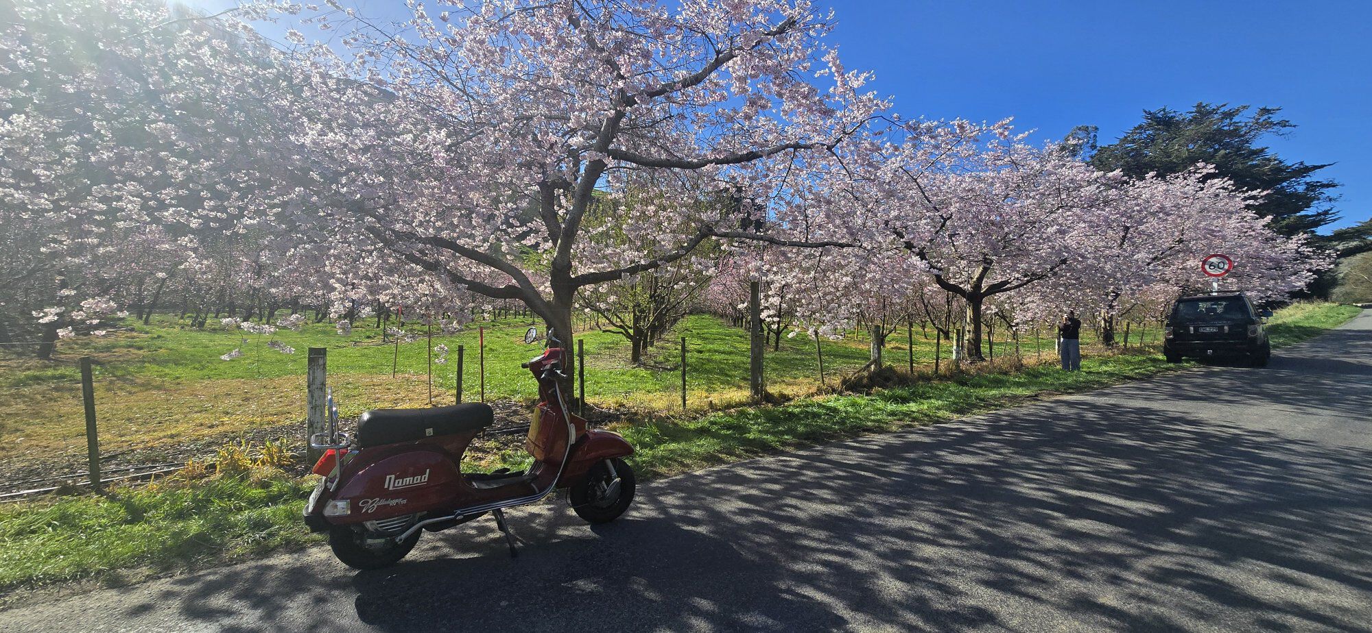 and then there must be the spring photo of your "Beautiful woman" with the blossoms.