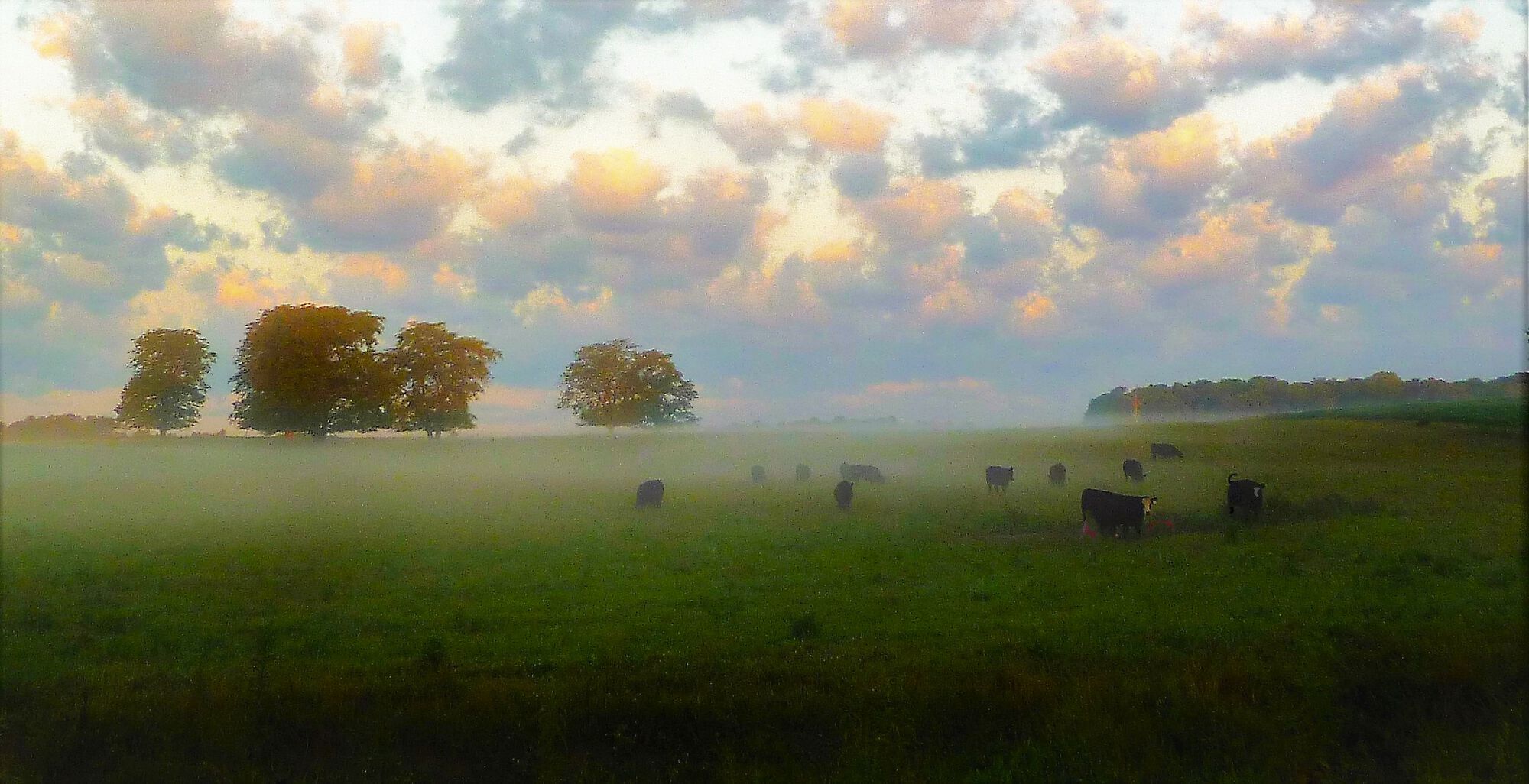 Forum member supplied image with no explanatory text