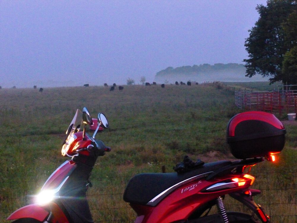what do you call a herd of grazing bears?