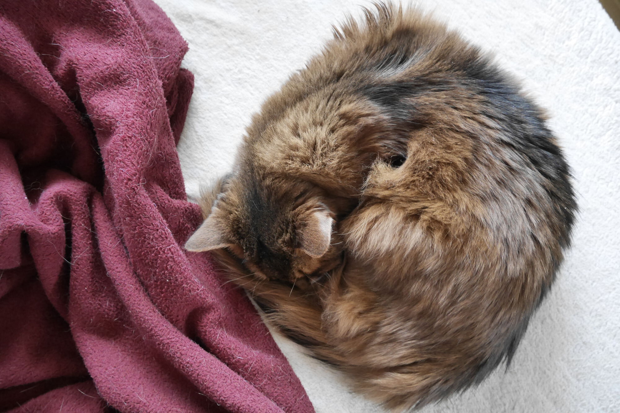 Forum member supplied image with no explanatory text