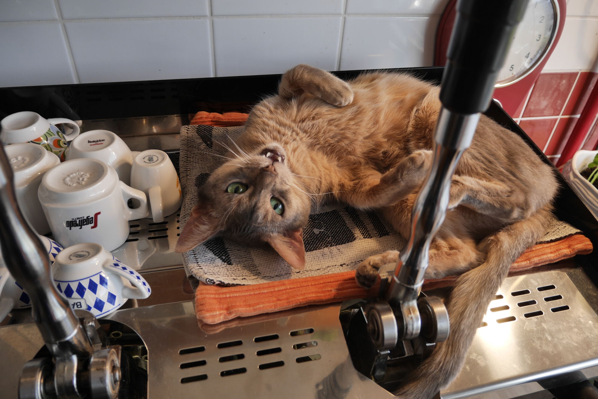 Forum member supplied image with no explanatory text