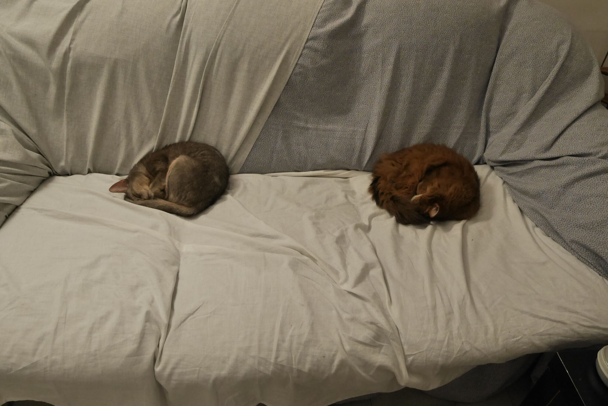 Forum member supplied image with no explanatory text