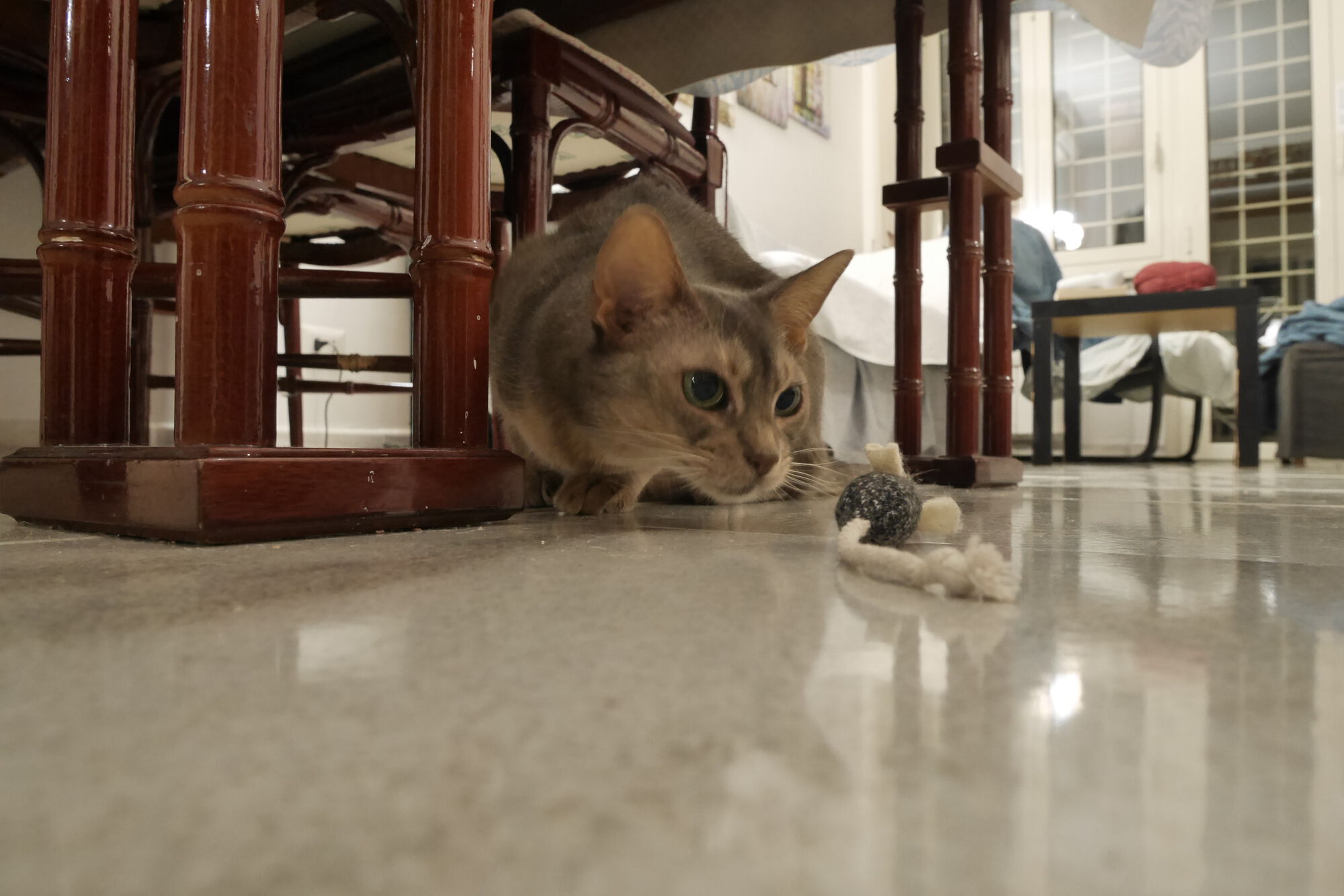 Forum member supplied image with no explanatory text