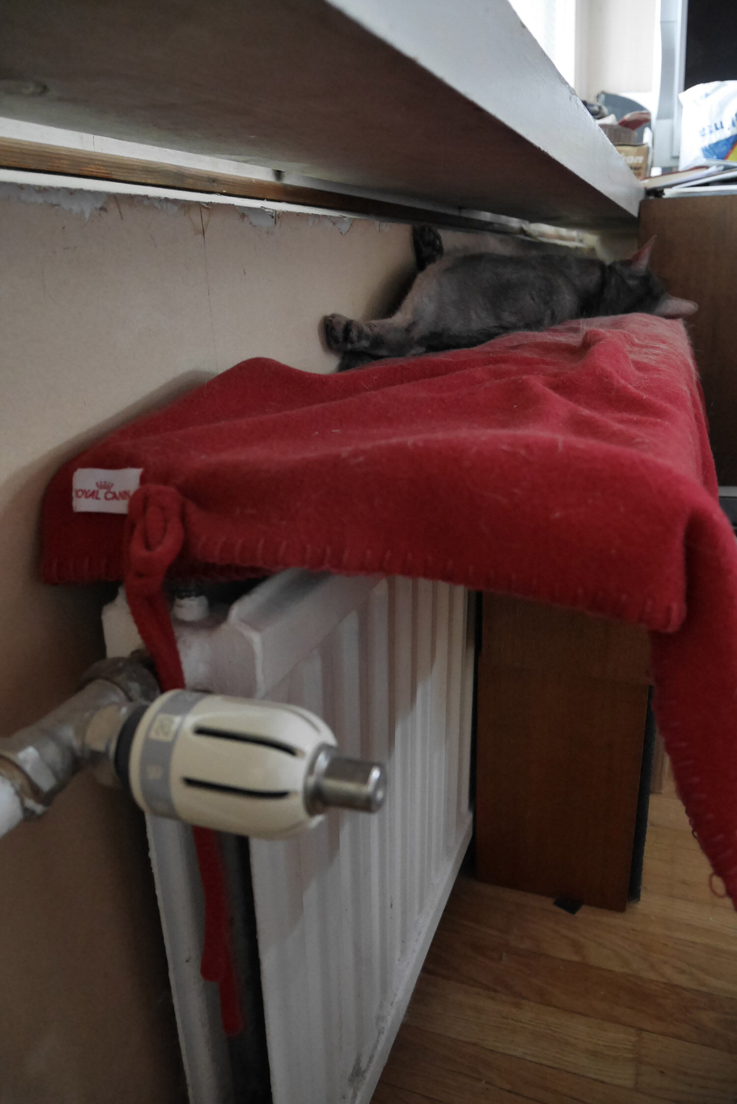 Modern Vespa : [NSR] Crazy cat people let's see your cats