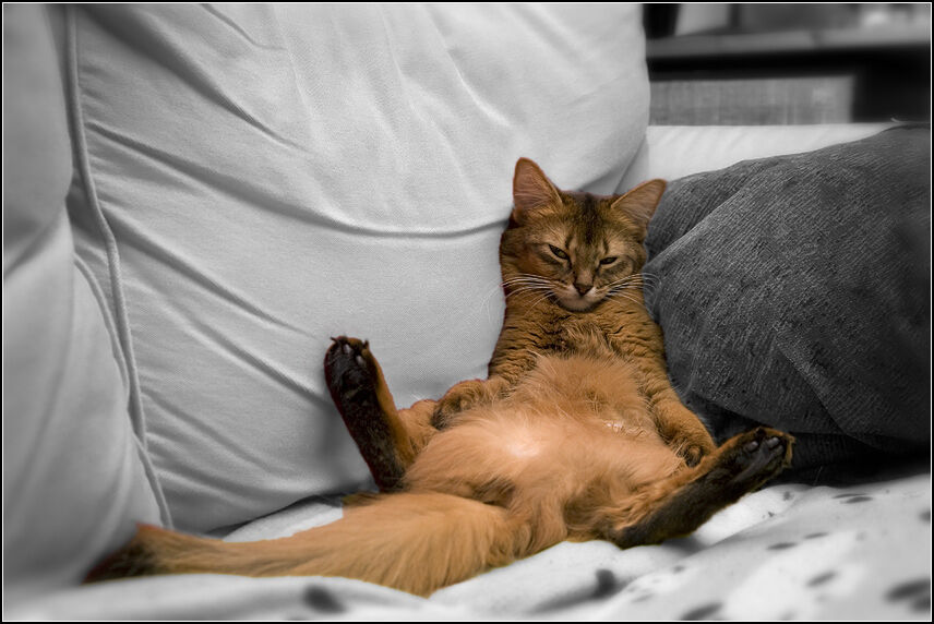 Forum member supplied image with no explanatory text